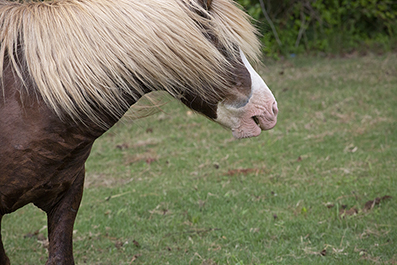 Chincoteague Wild Ponies : Personal Photo Projects : Photos : Richard Moore : Photographer